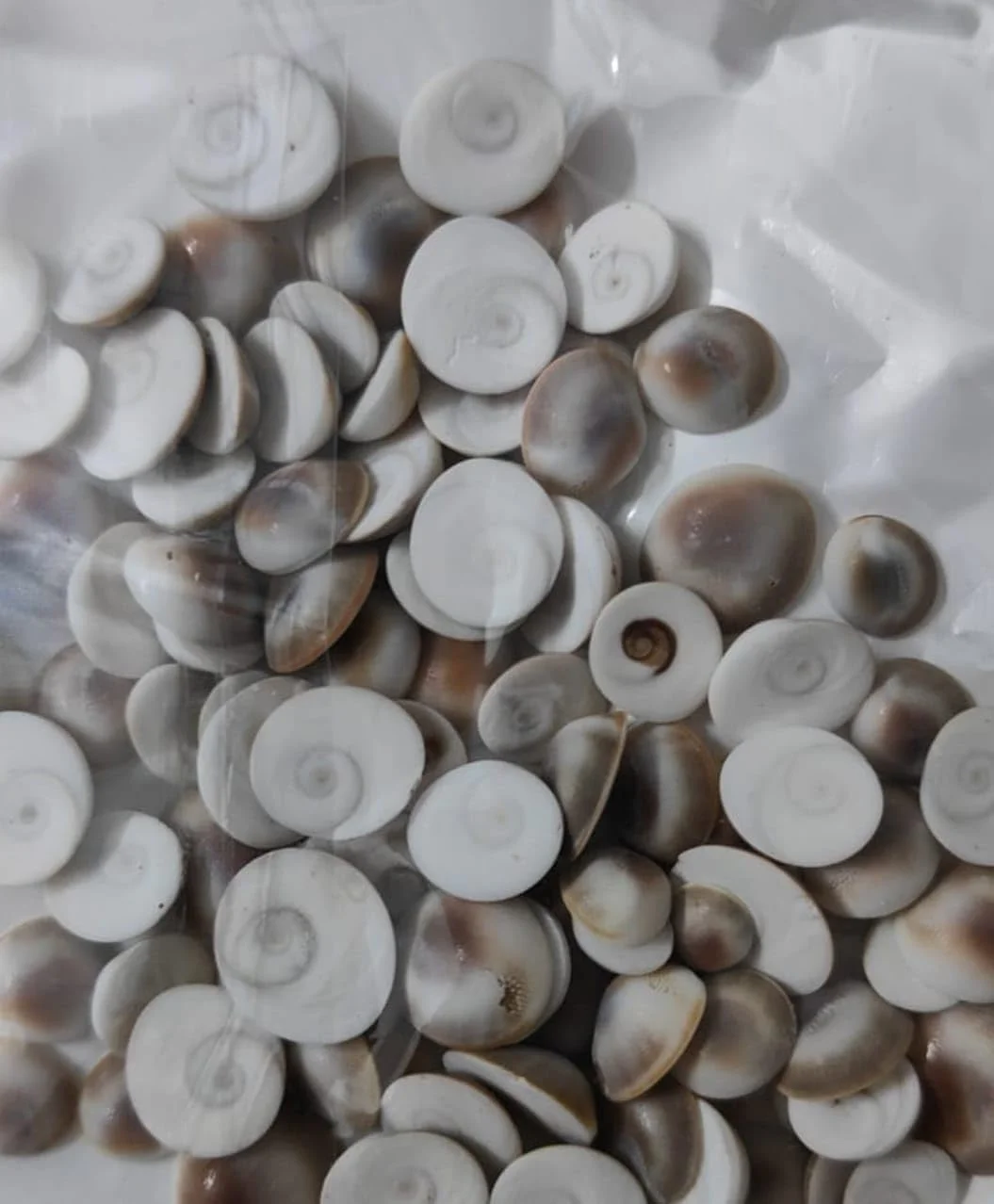 Original Small Size Gomti Chakra Natural River Stone for Puja, Vastu Shastra, Wealth Attraction, Astrology Remedies, Spiritual Healing, Positive Energy, Home Temple and Business Prosperity image 4