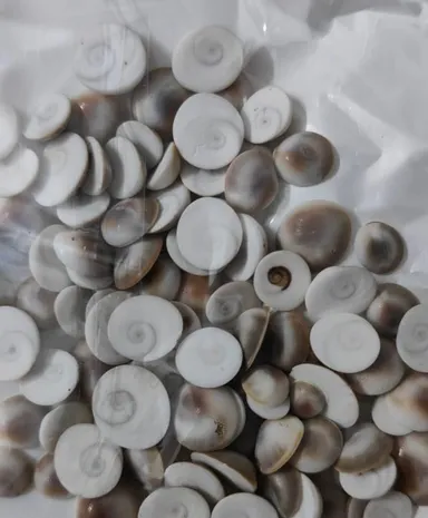 Original Small Size Gomti Chakra Natural River Stone for Puja, Vastu Shastra, Wealth Attraction, Astrology Remedies, Spiritual Healing, Positive Energy, Home Temple and Business Prosperity thumbnail 3