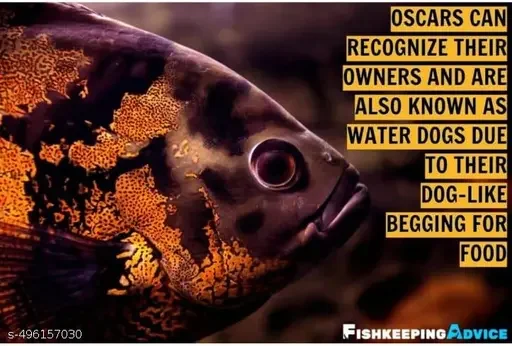 Royal Oscar Fish Food Daily Nutrition Pellet For All Life Stages Rapid Growth Natural Colour 100G Pack Of 2 image 3