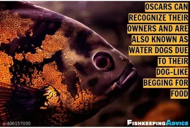 Royal Oscar Fish Food Daily Nutrition Pellet For All Life Stages Rapid Growth Natural Colour 100G Pack Of 2 thumbnail 2