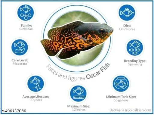 Royal Oscar Fish Food Daily Nutrition Pellet For All Life Stages Rapid Growth Natural Colour 100G Pack Of 2 image 4