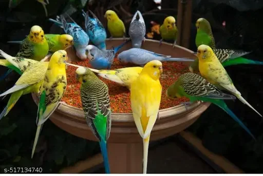 Seeds Bird Food, Fruit Flavor Small Size 500gm | Immunity Support, Skin & Feather Health, Optimal Nutrition for Budgies, Finches & Lovebirds image 4