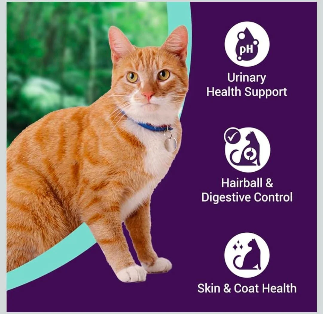 BILLI Dry Food Tuna Flavor Kitten Food 500gm | Me O Creamy Treats Salmon Flavor 60gm Healthy Skin & Coat Best Quality Food For All cat Breeds. image 4