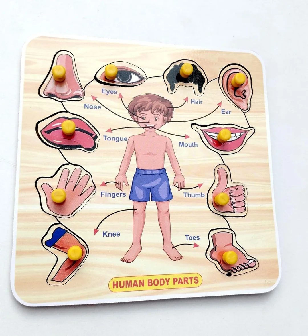 Wooden Clock Puzzle Toy for Toddlers India | EL SMO Body Parts Educational Jigsaw Puzzle Pack of 2 Learning Toys for Kids and Babies image 4