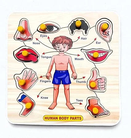 EL SMO Wooden Human Body Puzzle Board | Educational Knob Puzzle for Kids | Early Learning Toy | Body Parts Learning | Durable Wooden Puzzle for Toddlers image 1