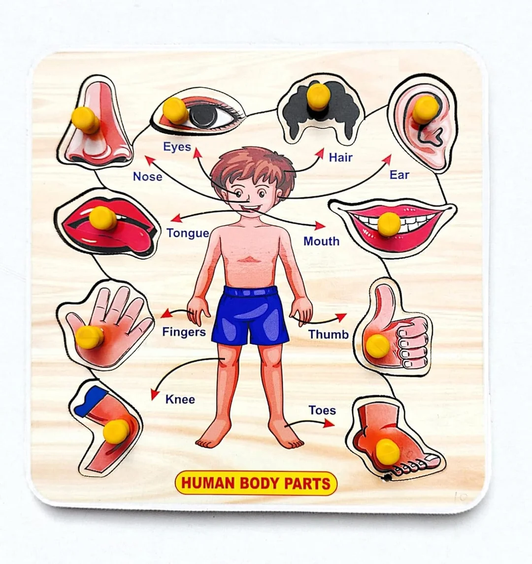 EL SMO | Body Parts Wooden Puzzle Toy | Educational Clock Puzzle | 2 Pack | Kids & Adults Learning Board Game image 2
