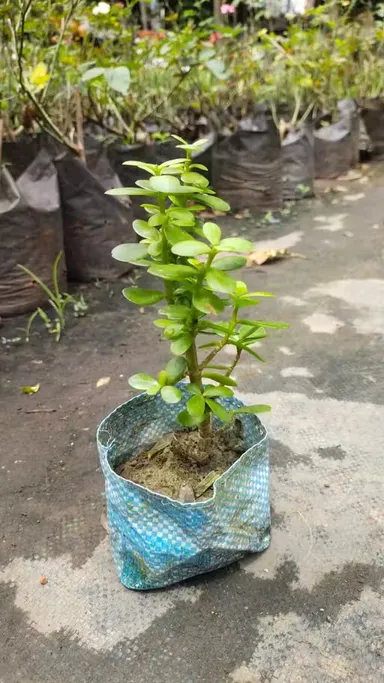 Premium Indoor Jade Plant Crassula Ovata Succulent for Wealth Luck Positive Energy Feng Shui Good Luck Office Desk Home Decor Easy Care Low Maintenance Indoor Plant thumbnail 1