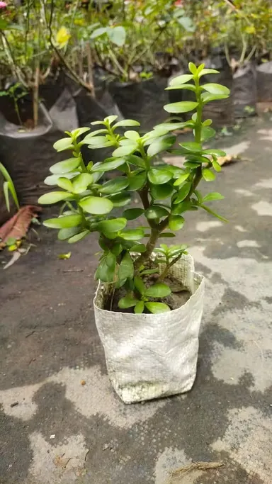 Premium Indoor Jade Plant Crassula Ovata Succulent for Wealth Luck Positive Energy Feng Shui Good Luck Office Desk Home Decor Easy Care Low Maintenance Indoor Plant thumbnail 2