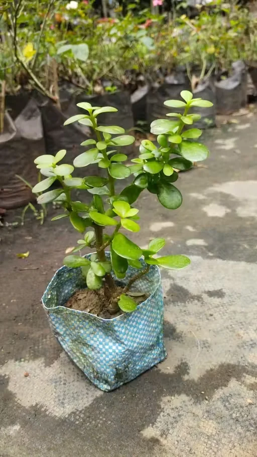 Premium Indoor Jade Plant Crassula Ovata Succulent for Wealth Luck Positive Energy Feng Shui Good Luck Office Desk Home Decor Easy Care Low Maintenance Indoor Plant image 4