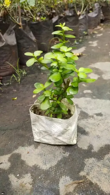 Premium Indoor Jade Plant Crassula Ovata Succulent for Wealth Luck Positive Energy Feng Shui Good Luck Office Desk Home Decor Easy Care Low Maintenance Indoor Plant thumbnail 0