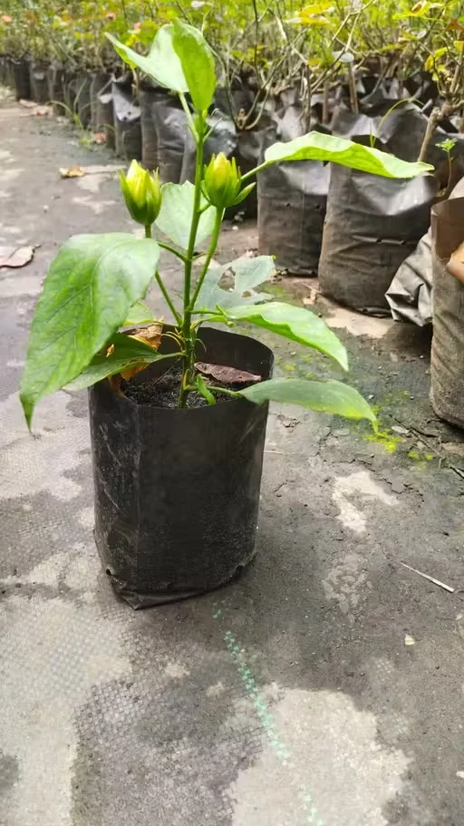 Premium Live Hibiscus Plant for Home |Terrace Gardening – Fast Bloom Ornamental Air Purifying Mandara Flower Plant, Hardy Outdoor Garden Plant, Easy Care Gift Plant image 2