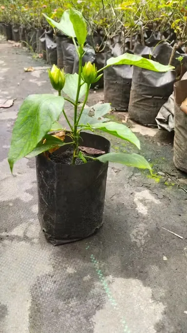 Premium Live Hibiscus Plant for Home |Terrace Gardening – Fast Bloom Ornamental Air Purifying Mandara Flower Plant, Hardy Outdoor Garden Plant, Easy Care Gift Plant thumbnail 1