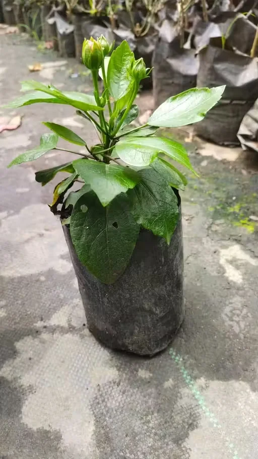 Premium Live Hibiscus Plant for Home |Terrace Gardening – Fast Bloom Ornamental Air Purifying Mandara Flower Plant, Hardy Outdoor Garden Plant, Easy Care Gift Plant image 3