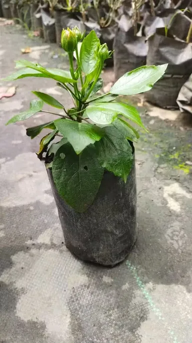 Premium Live Hibiscus Plant for Home |Terrace Gardening – Fast Bloom Ornamental Air Purifying Mandara Flower Plant, Hardy Outdoor Garden Plant, Easy Care Gift Plant thumbnail 2
