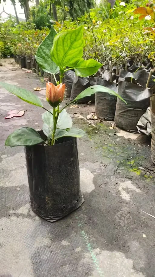 Premium Live Hibiscus Plant for Home |Terrace Gardening – Fast Bloom Ornamental Air Purifying Mandara Flower Plant, Hardy Outdoor Garden Plant, Easy Care Gift Plant image 4