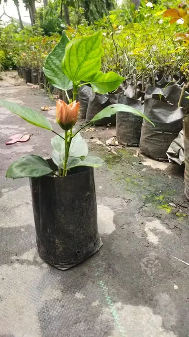 Premium Live Hibiscus Plant for Home |Terrace Gardening – Fast Bloom Ornamental Air Purifying Mandara Flower Plant, Hardy Outdoor Garden Plant, Easy Care Gift Plant thumbnail 3