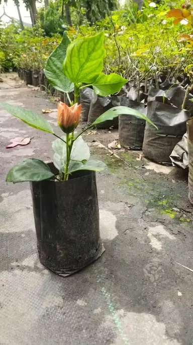 Premium Live Hibiscus Plant for Home |Terrace Gardening – Fast Bloom Ornamental Air Purifying Mandara Flower Plant, Hardy Outdoor Garden Plant, Easy Care Gift Plant thumbnail 0