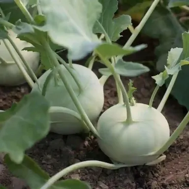 Hybrid Knol Khol Seeds | Premium Quality | Home & Kitchen Garden | Organic Vegetable (50 Seeds) thumbnail 1