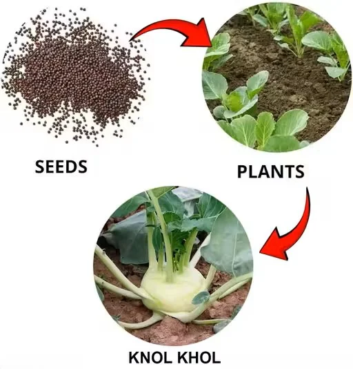 Hybrid Knol Khol Seeds | Premium Quality | Home & Kitchen Garden | Organic Vegetable (50 Seeds) image 4