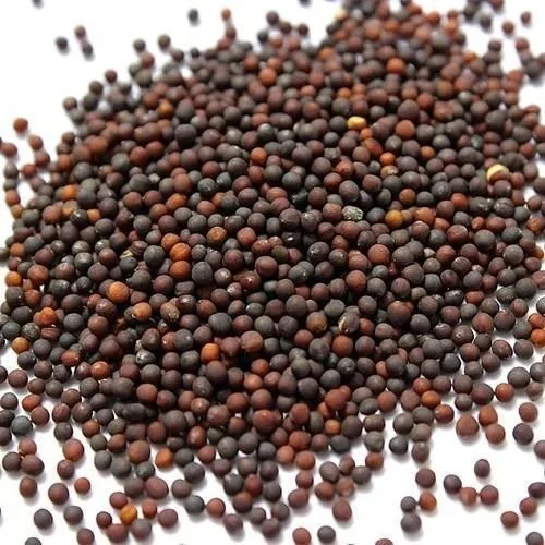 Hybrid Knol Khol Seeds | Premium Quality | Home & Kitchen Garden | Organic Vegetable (50 Seeds) image 5