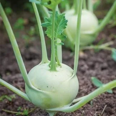 Hybrid Knol Khol Seeds | Premium Quality | Home & Kitchen Garden | Organic Vegetable (50 Seeds)