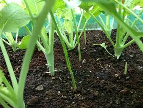 Hybrid Knol Khol Seeds | Premium Quality | Home & Kitchen Garden | Organic Vegetable (50 Seeds) image 3