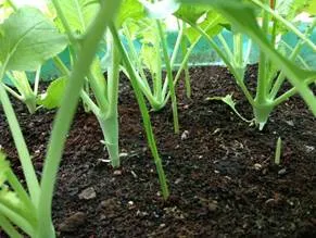 Hybrid Knol Khol Seeds | Premium Quality | Home & Kitchen Garden | Organic Vegetable (50 Seeds) thumbnail 2