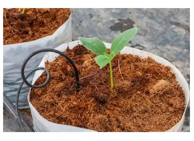 Premium Natural Cocopeat Growing Medium for Plants Gardening Hydroponics Seed Germination Soil Conditioner India thumbnail 1