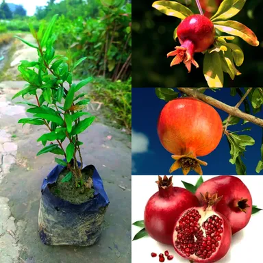 Premium Pomegranate Live Fruit Plant Anar Punica granatum Organic Fruit Tree Sapling for Home Garden Balcony Outdoor Growing High Yield Easy Care Gardening  thumbnail 1