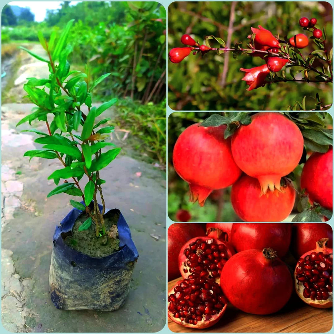 Premium Pomegranate Live Fruit Plant Anar Punica granatum Organic Fruit Tree Sapling for Home Garden Balcony Outdoor Growing High Yield Easy Care Gardening image 1