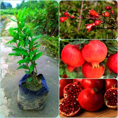 Premium Pomegranate Live Fruit Plant Anar Punica granatum Organic Fruit Tree Sapling for Home Garden Balcony Outdoor Growing High Yield Easy Care Gardening  thumbnail 0