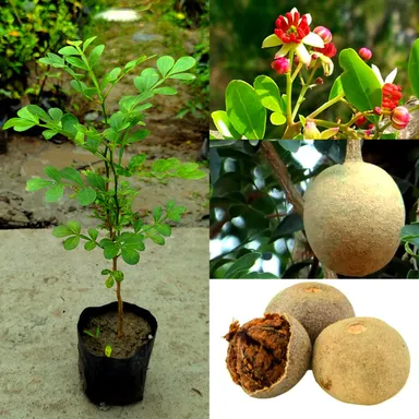 Original Grafted Thai Sweet Wood Fruit Plant | High-Yield Exotic Tropical Fruit Tree for Home Garden, Patio & Backyard | Premium Grafted Sapling for Early Fruiting and Delicious Sweet Fruits thumbnail 0