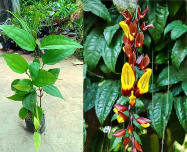 Basarlata Flower Plant Live Climbing Vine Thunbergia coccinea Scarlet Clock Vine Outdoor Garden Trellis Creeper Fast Growing Ornamental Plant India thumbnail 2