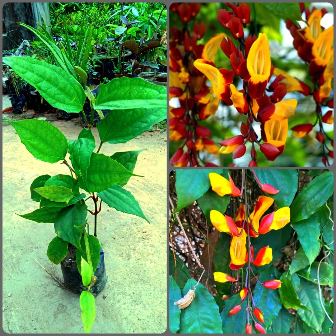 Basarlata Flower Plant Live Climbing Vine Thunbergia coccinea Scarlet Clock Vine Outdoor Garden Trellis Creeper Fast Growing Ornamental Plant India image 4