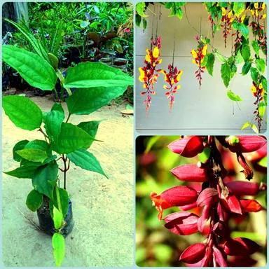 Basarlata Flower Plant Live Climbing Vine Thunbergia coccinea Scarlet Clock Vine Outdoor Garden Trellis Creeper Fast Growing Ornamental Plant India thumbnail 0