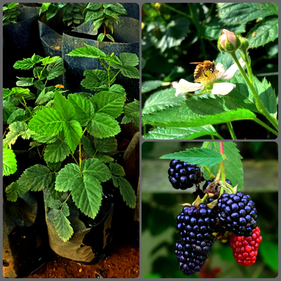 Organic High-Yield Blackberry Fruit Plant Rubus Fruticosus Live Berry Bush for Home Garden Terrace Balcony Easy Grow | Fresh Sweet Juicy Berries | Perennial Fruit Shrub India image 2