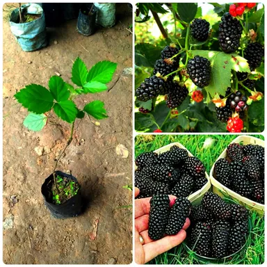 Organic High-Yield Blackberry Fruit Plant Rubus Fruticosus Live Berry Bush for Home Garden Terrace Balcony Easy Grow | Fresh Sweet Juicy Berries | Perennial Fruit Shrub India thumbnail 2