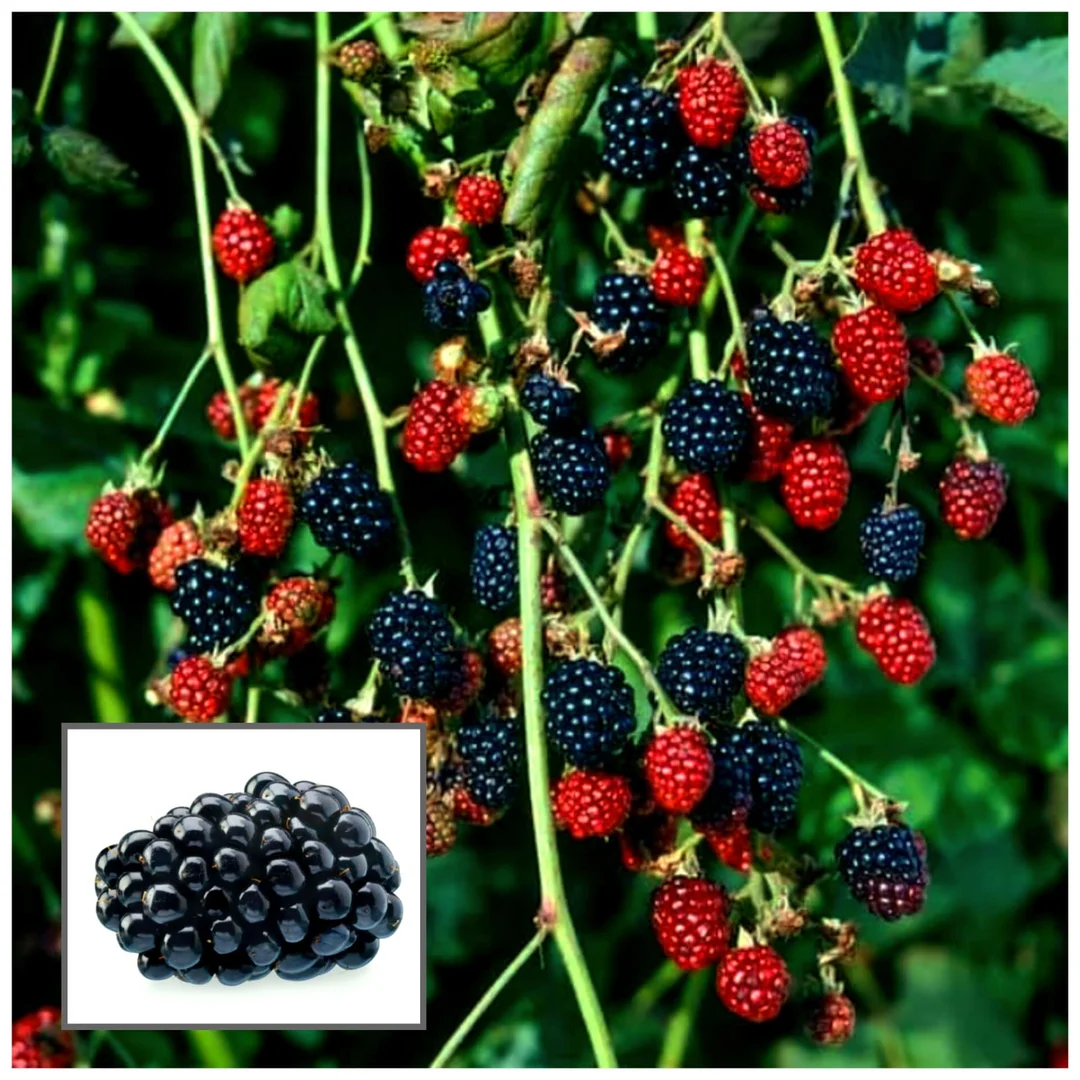 Organic High-Yield Blackberry Fruit Plant Rubus Fruticosus Live Berry Bush for Home Garden Terrace Balcony Easy Grow | Fresh Sweet Juicy Berries | Perennial Fruit Shrub India image 4