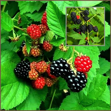 Organic High-Yield Blackberry Fruit Plant Rubus Fruticosus Live Berry Bush for Home Garden Terrace Balcony Easy Grow | Fresh Sweet Juicy Berries | Perennial Fruit Shrub India thumbnail 0