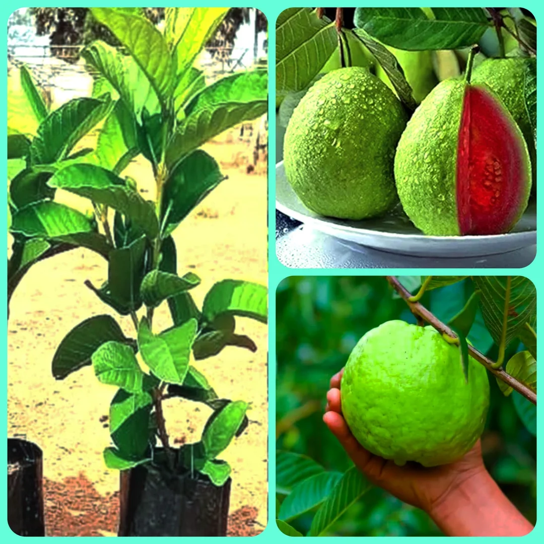 Red Guava Plant Live Fruit Tree for Home Garden Balcony Terrace | Psidium guajava Grafted Tropical Red Flesh Juicy Sweet Organic Fruit Tree India image 2
