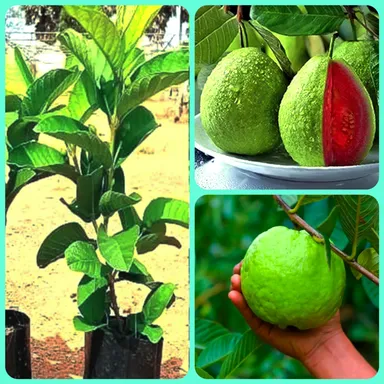 Red Guava Plant Live Fruit Tree for Home Garden Balcony Terrace | Psidium guajava Grafted Tropical Red Flesh Juicy Sweet Organic Fruit Tree India thumbnail 1