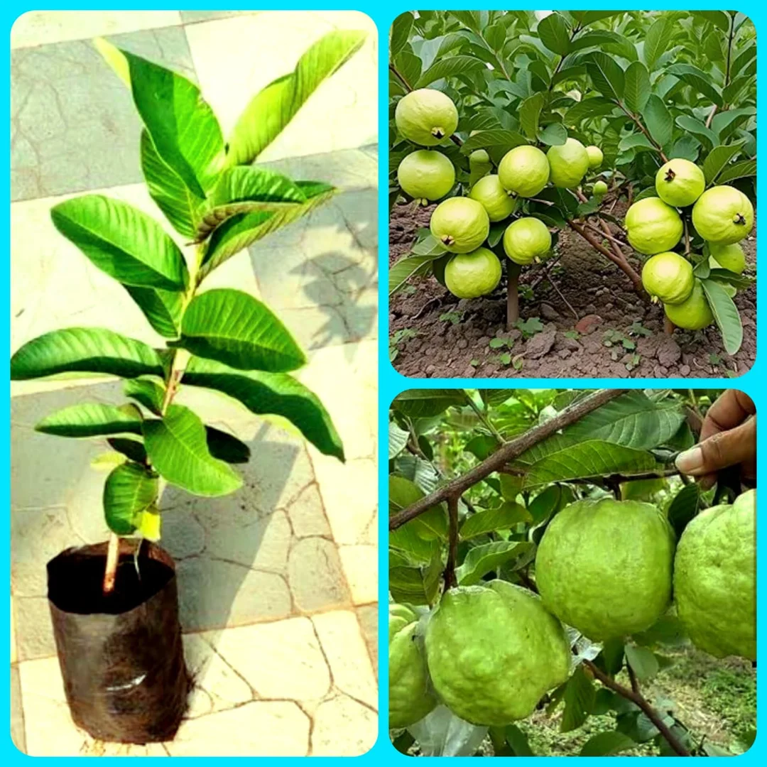 Red Guava Plant Live Fruit Tree for Home Garden Balcony Terrace | Psidium guajava Grafted Tropical Red Flesh Juicy Sweet Organic Fruit Tree India image 3