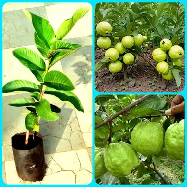 Red Guava Plant Live Fruit Tree for Home Garden Balcony Terrace | Psidium guajava Grafted Tropical Red Flesh Juicy Sweet Organic Fruit Tree India thumbnail 2
