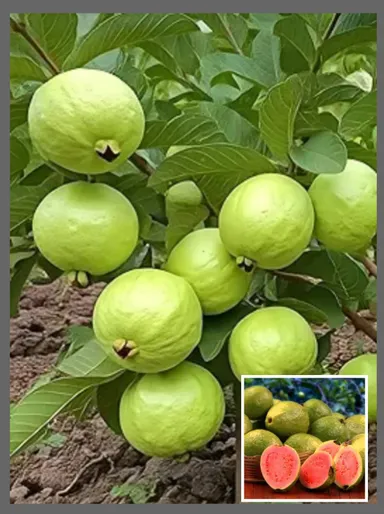 Red Guava Plant Live Fruit Tree for Home Garden Balcony Terrace | Psidium guajava Grafted Tropical Red Flesh Juicy Sweet Organic Fruit Tree India thumbnail 0