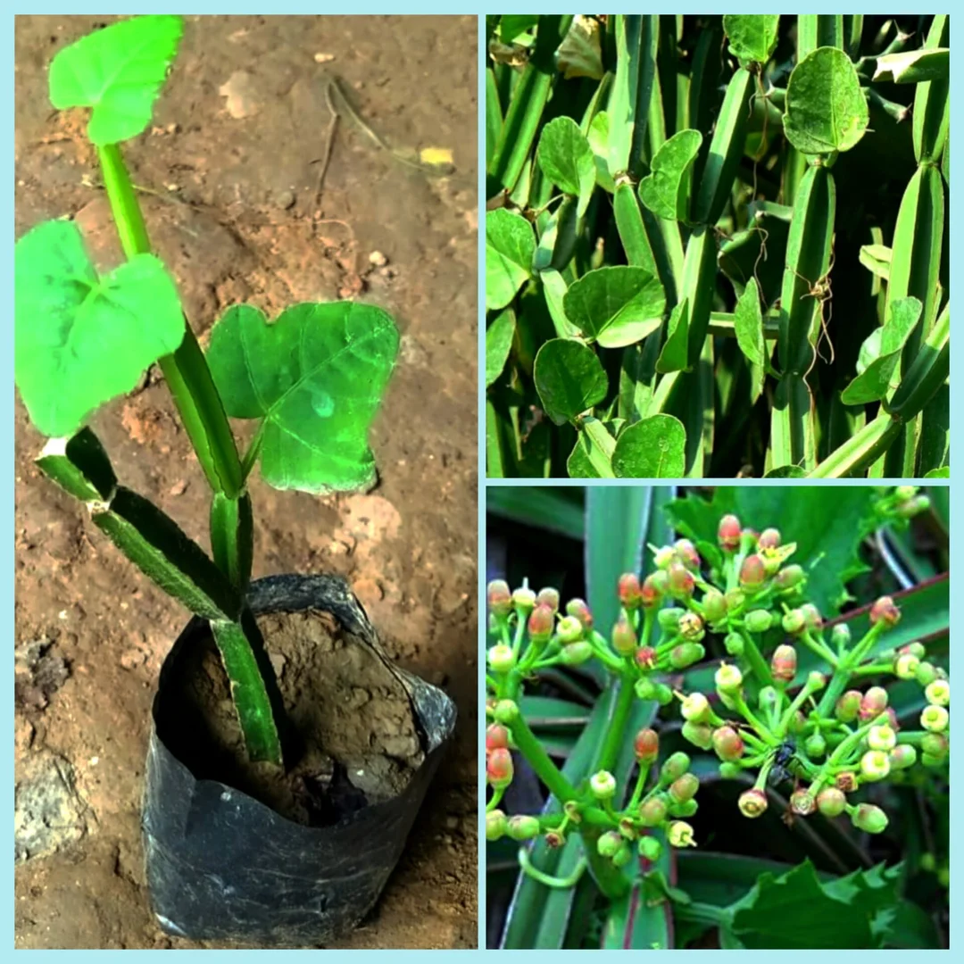 Cissus quadrangularis Medicinal Harjora Plant Live Herb Bone Setter Ayurvedic Healing Vine for Bone Health Joint Pain Digestive Wellness |Traditional Remedies image 2