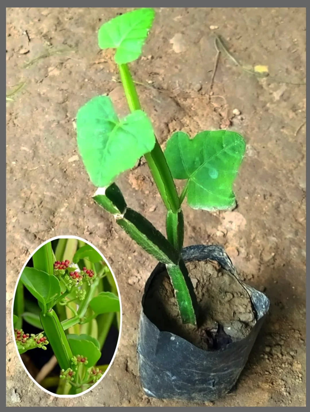Cissus quadrangularis Medicinal Harjora Plant Live Herb Bone Setter Ayurvedic Healing Vine for Bone Health Joint Pain Digestive Wellness |Traditional Remedies image 3