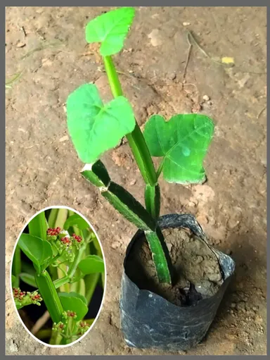 Cissus quadrangularis Medicinal Harjora Plant Live Herb Bone Setter Ayurvedic Healing Vine for Bone Health Joint Pain Digestive Wellness |Traditional Remedies thumbnail 2