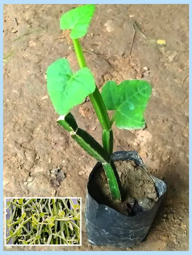 Cissus quadrangularis Medicinal Harjora Plant Live Herb Bone Setter Ayurvedic Healing Vine for Bone Health Joint Pain Digestive Wellness |Traditional Remedies thumbnail 3