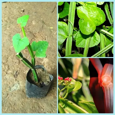 Cissus quadrangularis Medicinal Harjora Plant Live Herb Bone Setter Ayurvedic Healing Vine for Bone Health Joint Pain Digestive Wellness |Traditional Remedies thumbnail 0