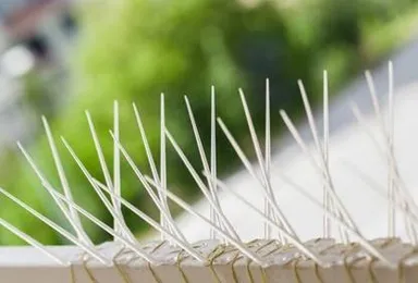 All Dimensions Bird Spike Anti Pigeon Control Spikes for Balcony Roof Ledge Window AC Outdoor Bird Deterrent Strip for Home Building Terrace thumbnail 3